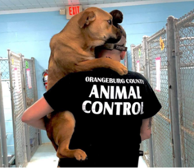 animal control